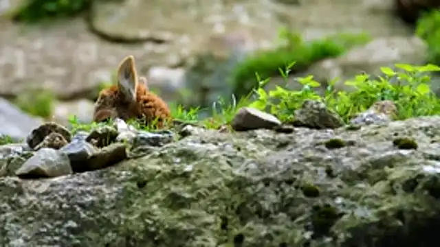 streamy test13 online show from December 2025 10:30:01 AM