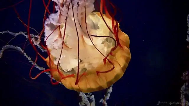 Snapshot of streamy_test15 chatting on October 2025 08:43:01 AM streamy test15 online show from October 2025 08:43:01 AM