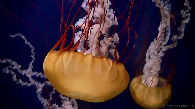 Snapshot of streamy_test15 chatting on October 2025 11:58:02 AM streamy test15 online show from October 2025 11:58:02 AM