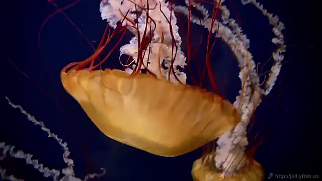 Snapshot of streamy_test15 chatting on October 2025 04:08:02 PM streamy test15 online show from October 2025 04:08:02 PM