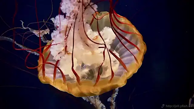 Snapshot of streamy_test15 chatting on November 2025 02:51:01 PM streamy test15 online show from November 2025 02:51:01 PM