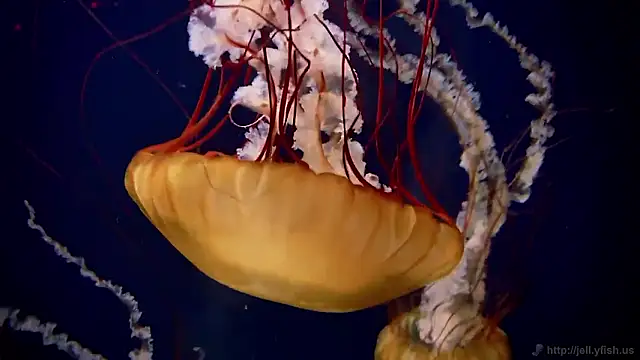 Snapshot of streamy_test15 chatting on November 2025 01:22:04 PM streamy test15 online show from November 2025 01:22:04 PM