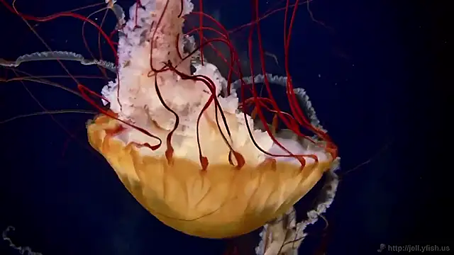 Snapshot of streamy_test15 chatting on November 2025 11:53:02 AM streamy test15 online show from November 2025 11:53:02 AM