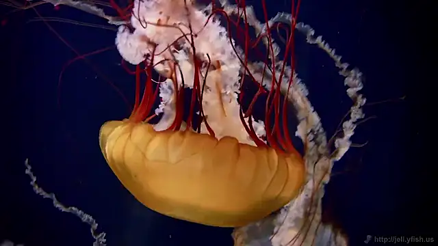 Snapshot of streamy_test15 chatting on November 2025 12:27:02 PM streamy test15 online show from November 2025 12:27:02 PM