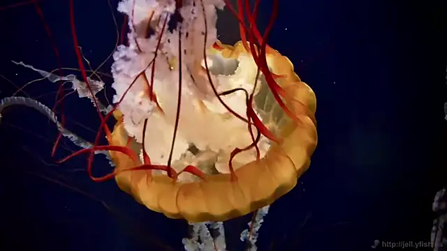 Snapshot of streamy_test15 chatting on December 2025 09:15:02 AM streamy test15 online show from December 2025 09:15:02 AM