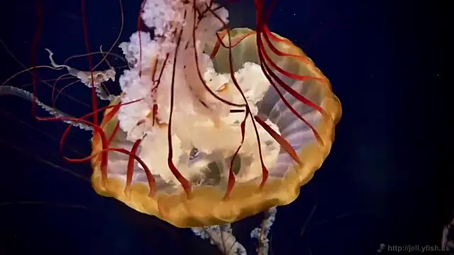 Snapshot of streamy_test15 chatting on February 2026 01:39:02 PM streamy test15 online show from February 2026 01:39:02 PM