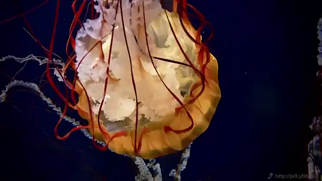 Snapshot of streamy_test15 chatting on February 2026 02:15:02 PM streamy test15 online show from February 2026 02:15:02 PM