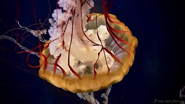 Snapshot of streamy_test15 chatting on February 2026 05:00:01 PM streamy test15 online show from February 2026 05:00:01 PM