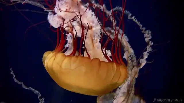 streamy test15 online show from March 2026 08:52:01 AM