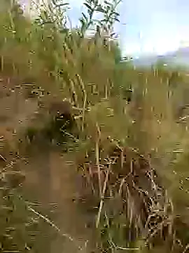 brigitht online show from January 2025 12:59:01 PM