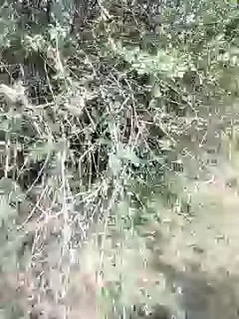 88karan88 online show from February 2025 09:04:02 AM