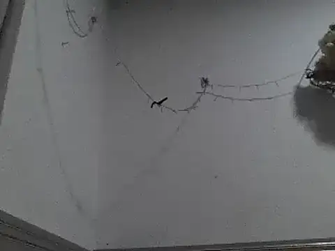 pedrodavid  online show from December 2024 12:18:01 AM