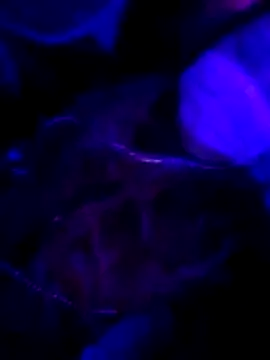 Snapshot of Hotpussy3ox chatting on February 2026 11:03:02 PM Hotpussy3ox online show from February 2026 11:03:02 PM