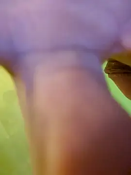 Snapshot of jorwee chatting on January 2025 07:26:01 AM jorwee online show from January 2025 07:26:01 AM