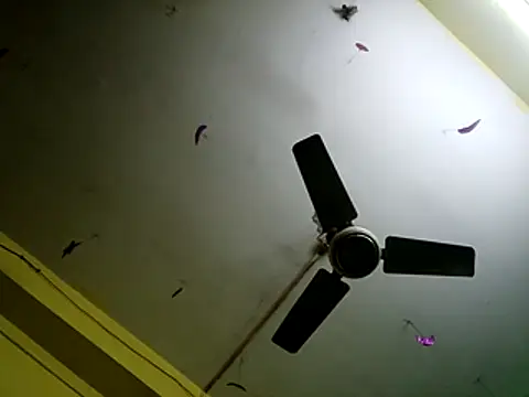 Sexyranibhabhi online show from December 2025 02:17:02 AM