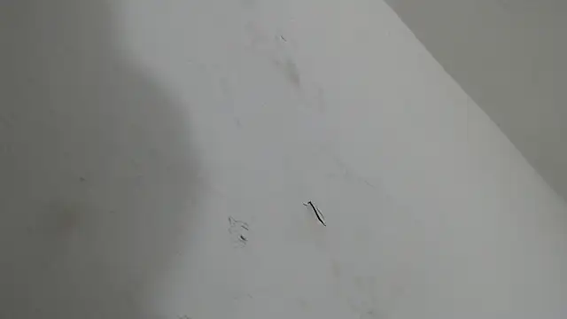 Snapshot of brant_garciabbc chatting on January 2026 06:17:01 AM brant garciabbc online show from January 2026 06:17:01 AM