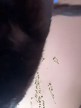 Snapshot of -Sexy_Barbie- chatting on October 2025 02:33:01 AM -Sexy Barbie- online show from October 2025 02:33:01 AM