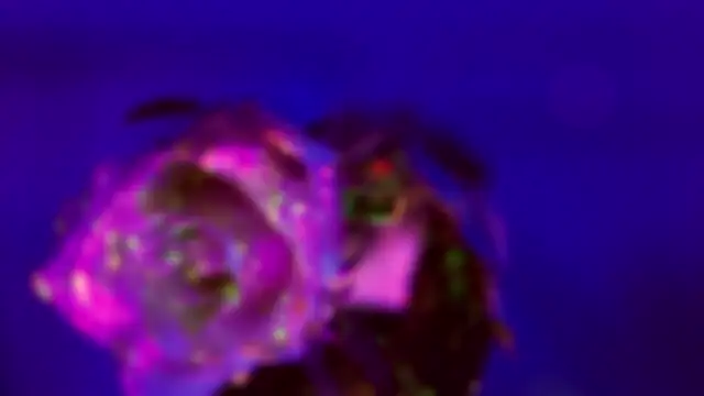 HeyBananas online show from January 2026 07:28:02 PM