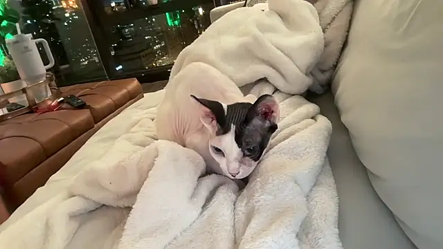 Snapshot of Graciemae_baexx chatting on December 2025 03:48:01 AM Graciemae baexx online show from December 2025 03:48:01 AM