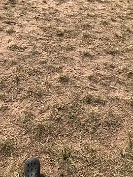 Black mamba madingo online show from December 2024 03:01:02 PM