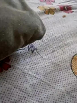 Punjabi beauty123 online show from February 2026 12:30:02 PM