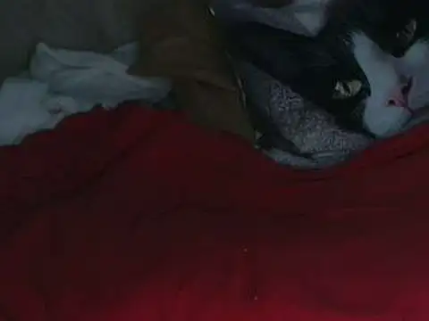 VeneRed online show from October 2025 07:57:02 PM