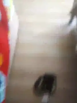 Snapshot of 510915asi chatting on December 2025 12:01:02 PM 510915asi online show from December 2025 12:01:02 PM