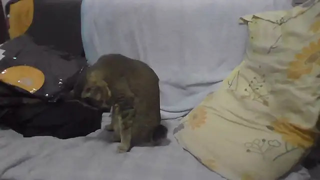 Snapshot of daeyulin chatting on January 2025 02:29:02 AM daeyulin online show from January 2025 02:29:02 AM