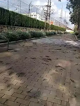 mehdi-l7away online show from March 2026 03:05:02 PM