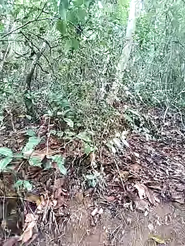 Danna-linyi online show from March 2025 08:10:02 PM