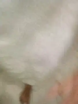 Bombi22 online show from December 2024 08:15:01 PM