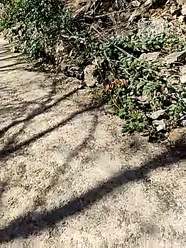 Snapshot of VelvetChocolate7 chatting on February 2026 08:29:02 PM VelvetChocolate7 online show from February 2026 08:29:02 PM