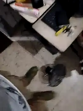 Snapshot of alejo5288 chatting on November 2025 03:07:01 AM alejo5288 online show from November 2025 03:07:01 AM