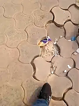 Snapshot of Raj41 chatting on December 2025 02:50:02 AM Raj41 online show from December 2025 02:50:02 AM