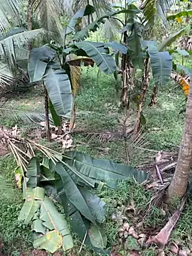 Snapshot of TeenLk chatting on December 2025 04:54:01 AM TeenLk online show from December 2025 04:54:01 AM