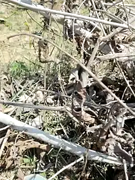 Snapshot of cute1gfbf chatting on March 2025 07:05:02 AM cute1gfbf online show from March 2025 07:05:02 AM