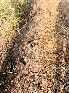 himvilohi08 online show from February 2026 03:07:02 AM