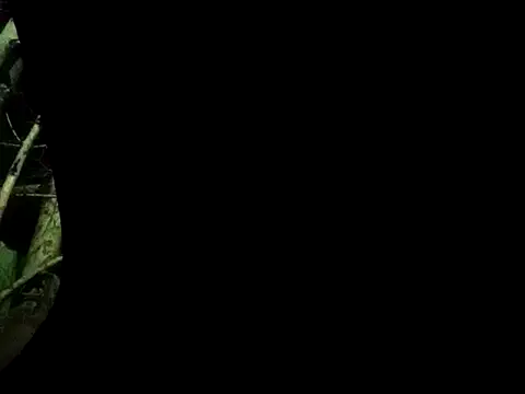 Snapshot of ConfidedAward chatting on September 2025 11:21:02 AM ConfidedAward online show from September 2025 11:21:02 AM