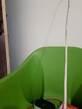 AnkitaDevi online show from January 2026 11:03:02 AM