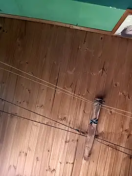 Snapshot of Ridick2025 chatting on November 2025 05:20:01 PM Ridick2025 online show from November 2025 05:20:01 PM