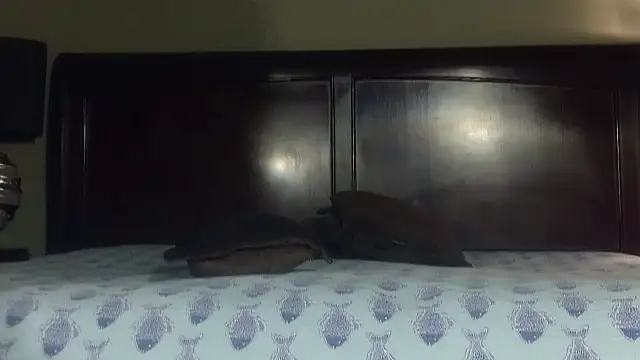 Snapshot of Hornylouisewil chatting on November 2025 12:43:01 AM Hornylouisewil online show from November 2025 12:43:01 AM