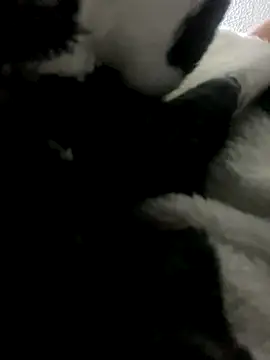 Snapshot of Sallem_Pink chatting on October 2025 11:41:02 AM Sallem Pink online show from October 2025 11:41:02 AM