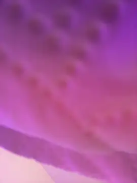 Snapshot of AmberMoss1 chatting on November 2025 08:11:01 PM AmberMoss1 online show from November 2025 08:11:01 PM