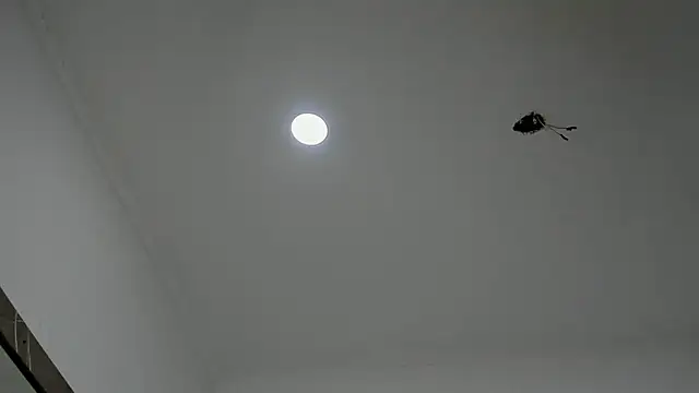 alice  brow online show from September 2025 03:17:02 PM