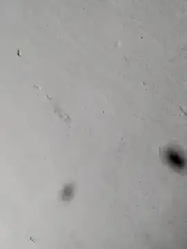 Mollysdick online show from April 2026 11:24:02 AM