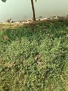 king godgm online show from December 2025 04:08:02 AM