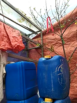 liu-liusexy online show from February 2026 08:21:01 AM