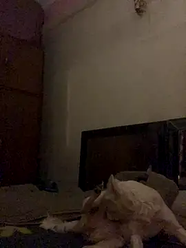 Snapshot of Kajal-Shemale69 chatting on December 2025 11:26:02 AM Kajal-Shemale69 online show from December 2025 11:26:02 AM