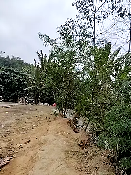 Tin tanny online show from February 2026 12:37:02 AM