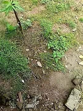 Snapshot of Rahul_Razz chatting on October 2025 07:06:02 AM Rahul Razz online show from October 2025 07:06:02 AM